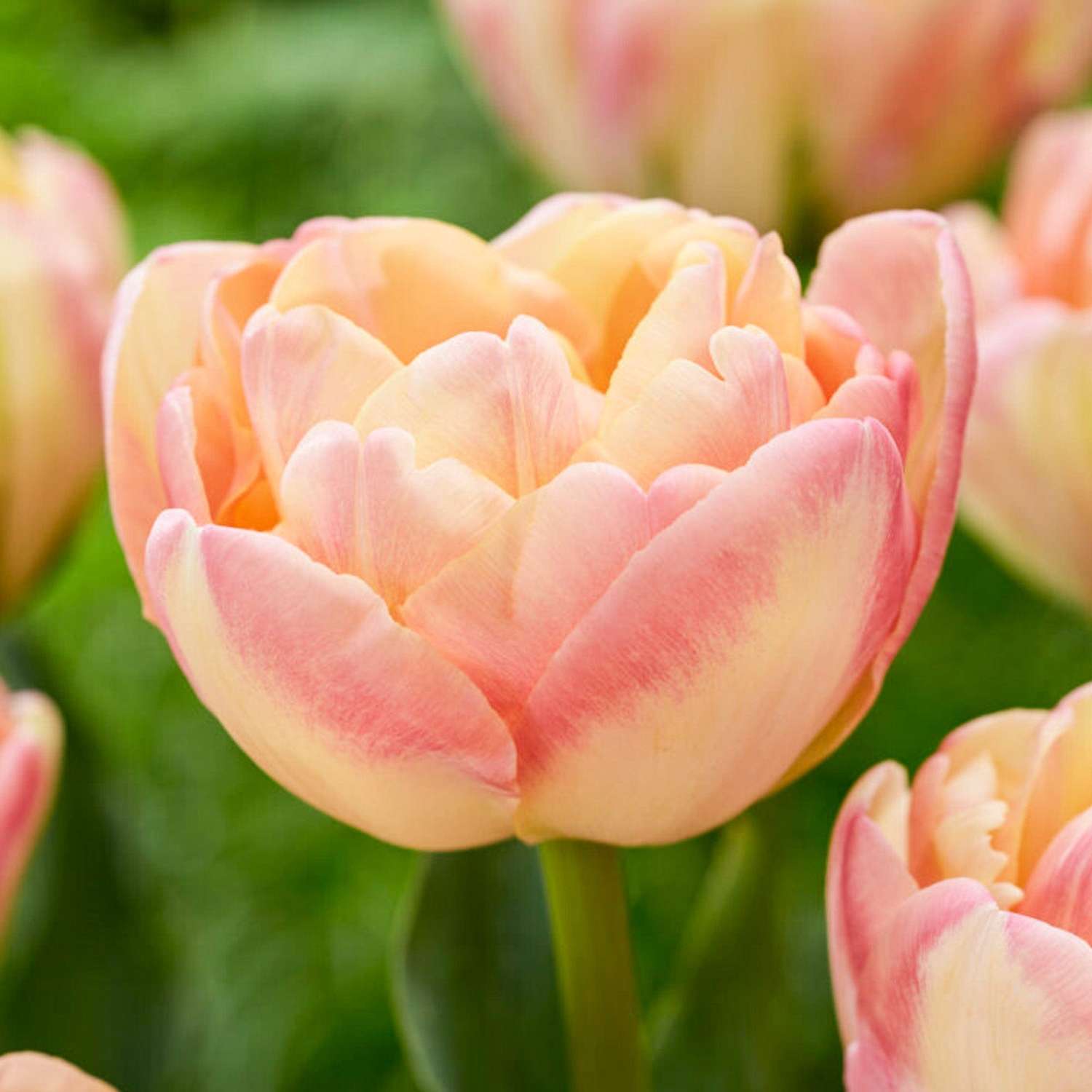 Tulppaani 'Crème Upstar'